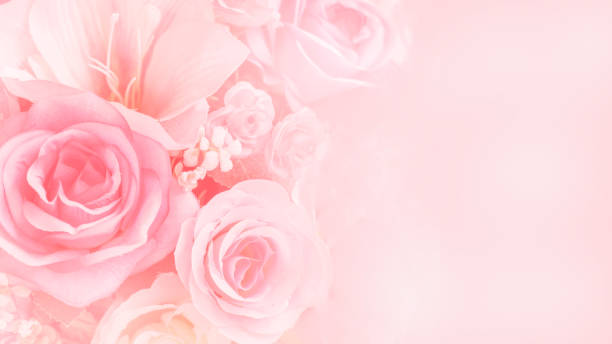 istock Rose flowers pink 1168415147