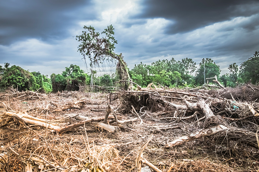 Deforestation environmental damage - tropical rain forest destroyed to construction