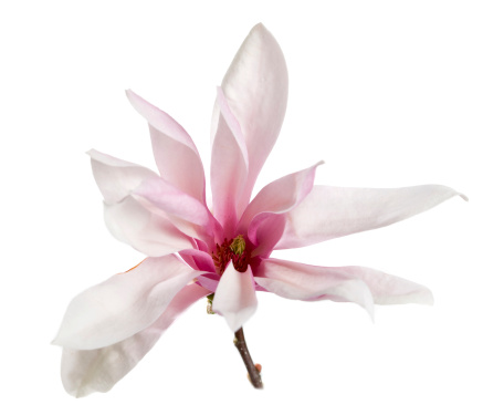Magnolia is an ancient genus. Having evolved before bees appeared, the flowers developed to encourage pollination by beetles. As a result, the carpels of Magnolia flowers are tough, to avoid damage by beetles eating and crawling.