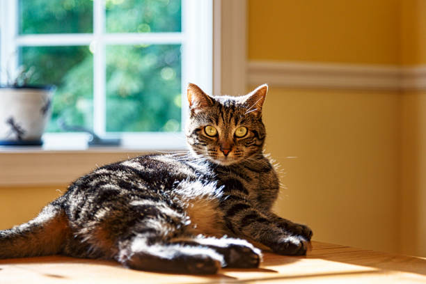 istock Alert Striped Tabby Cat Lying on Dining Room Table in Golden Light 1168420813