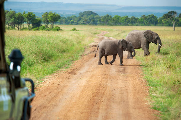 istock Safari car is waiting for crossing Elephants 1168420816