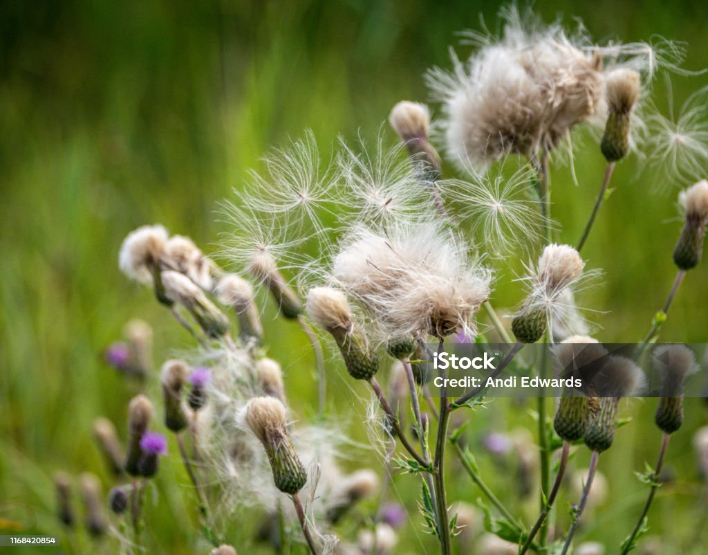 Seed flowers of the cotton thistle (scotch or scottish thistle) Onopordum acanthium Scottish Thistle Stock Photo