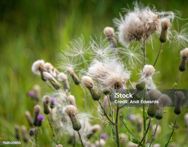 Seed Flowers Of The Cotton Thistle Onopordum Acanthium Stock Photo - Download Image Now