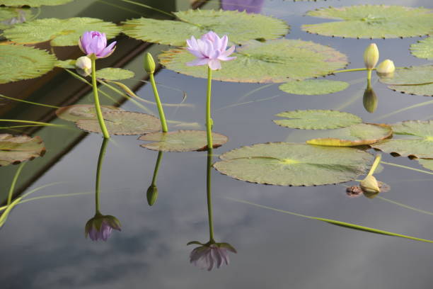 istock Lotus or Waterlilly in pond 1168423035