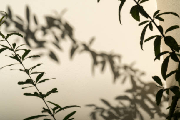 istock Shadow of leaves branches in wind show on the white wall background. 1168423230