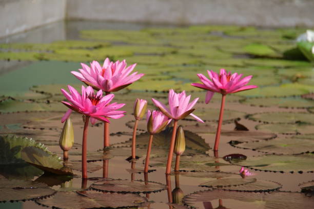 istock Lotus or Waterlilly in pond 1168423236