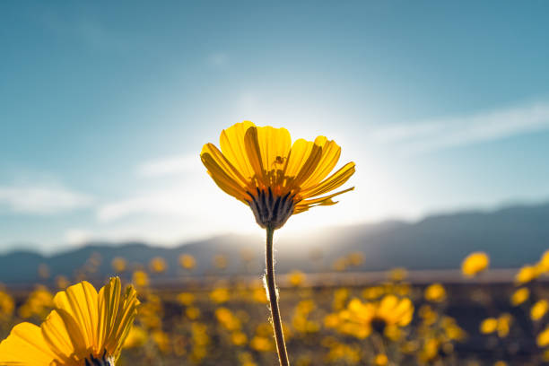 death valley nationalpark, kalifornien. super bloom season, blossom sonnenblumen bei sonnenuntergang - großes becken stock-fotos und bilder
