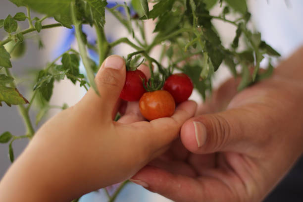 cueillette de tomates cerises - food and drink human hand tomato tomato plant photos et images de collection