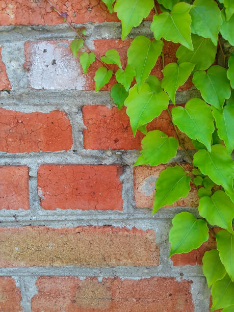 lierre sur un mur de briques rouges. jeunes branches de lierre sur un fond rugueux. closeup. espace de copie - plant orange wall architecture photos et images de collection