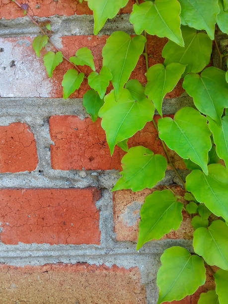 Green ivy plant growing and covering a white painted brick wall