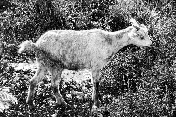 istock Goats in dry arid climate eating prickly vegetation 1168425790