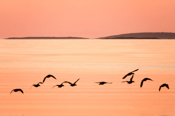 istock flying wild ducks over the water at dawn 1168425821