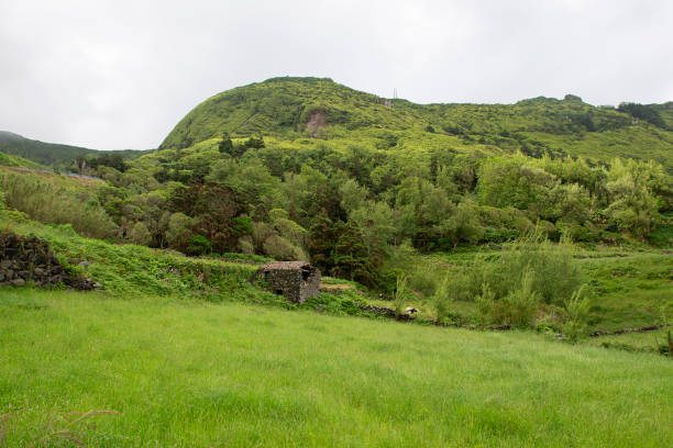 Jungle view on Flores, Azores, Portugal, Europe, Atlantic Ocean