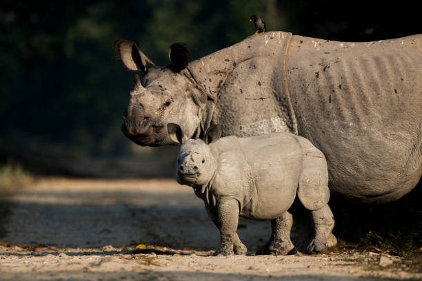istock Indian one horned Rhinoceros with baby 1168426225