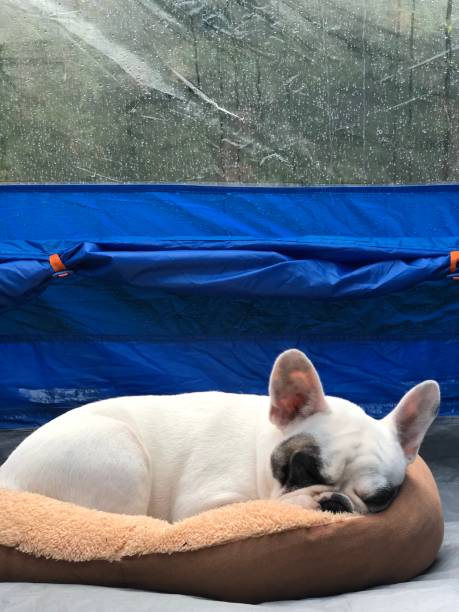istock French bulldog sleeping on bed in camping tent 1168427954