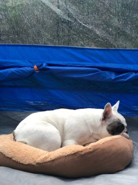istock French bulldog sleeping in dog bed within a camping tent 1168427960
