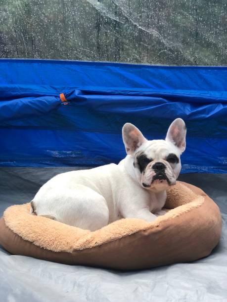 istock French bulldog sleeping in dog bed within a camping tent 1168427982