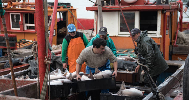 Shark artisanal fishing boat Mar del Plata, Argentina - September 19 2016: It is a small fishing boat, typical of the port of Mar del Plata, returning from a day of fishing, usually depart at dawn and return at sunset. They had a very good day of fishing, mainly of sharks. raw croaker fish stock pictures, royalty-free photos & images