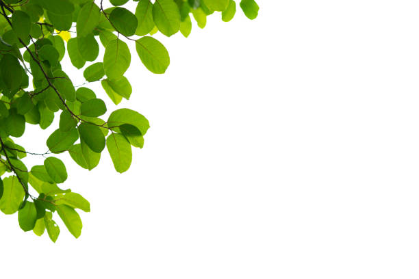 istock Green leaf farm isolated on white background. 1168428361