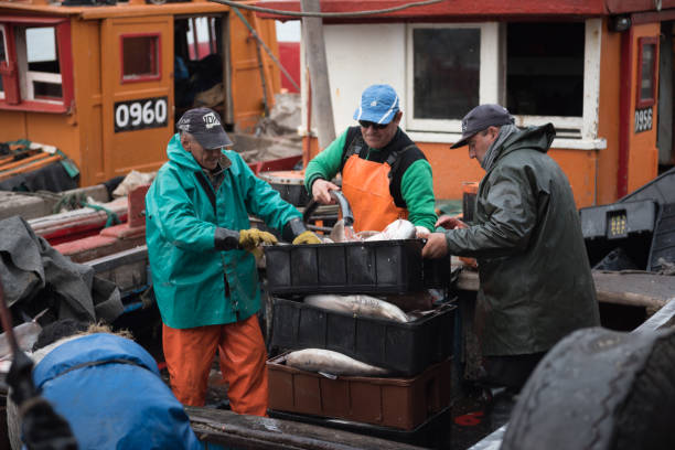 Shark artisanal fishing boat Mar del Plata, Argentina - September 19 2016: It is a small fishing boat, typical of the port of Mar del Plata, returning from a day of fishing, usually depart at dawn and return at sunset. They had a very good day of fishing, mainly of sharks. raw croaker fish stock pictures, royalty-free photos & images