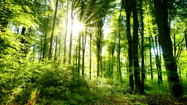 The sun casts its beautiful rays into the fresh green forest, time lapse