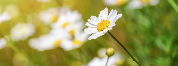 istock hamomile (Matricaria recutita), blooming plants in the spring meadow 1168431947
