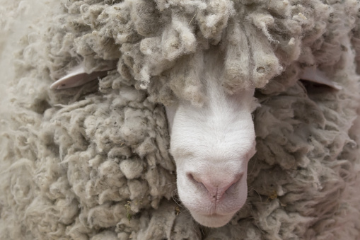 sheep with wool over eyes