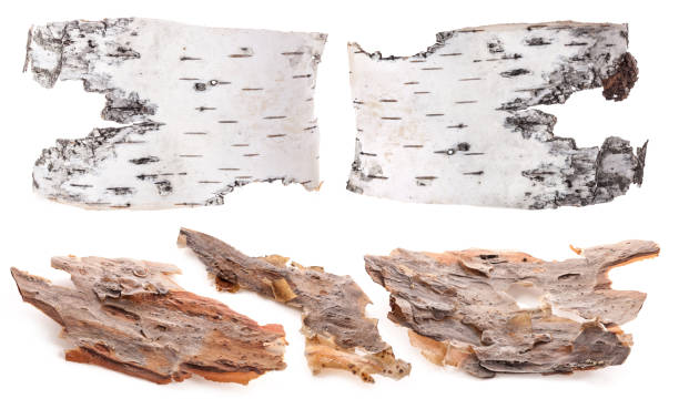 istock Pieces of birch and pine bark isolated on white 1168433100