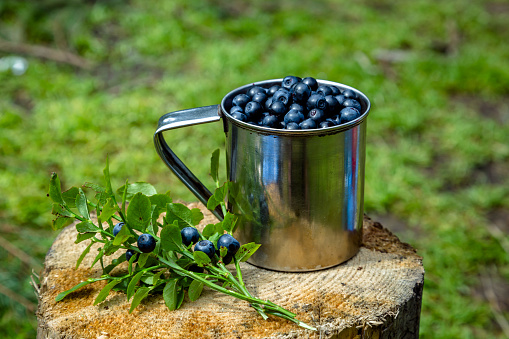 Tourist mug with berries in the forest. Camping in the forest. picking blueberries.\