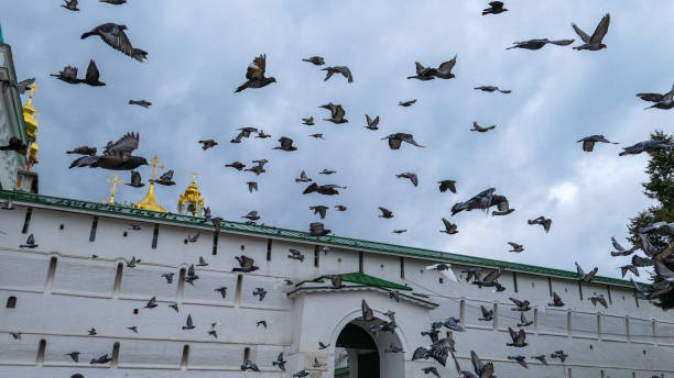 istock Pigeon flock moving against Russian orthodox church under dramatic cloudy sky 1168434337