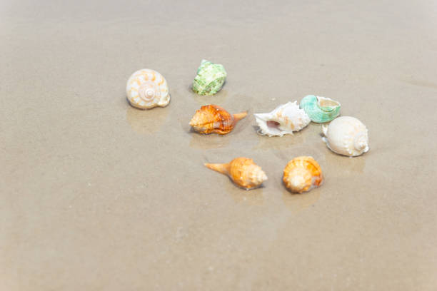 istock Beach summer with Shells on sandy beach with sand beach background, Holiday beach 1168434406