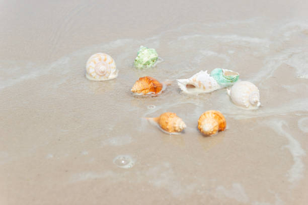 istock Beach summer with Shells on sandy beach with sand beach background 1168434410
