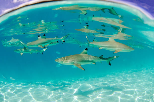 istock Sharks in South Pacific Ocean 1168434534