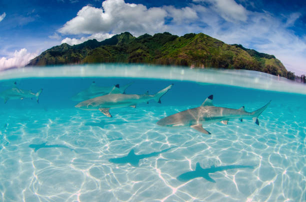 istock Sharks underwater in Moorea Tahiti French Polynesia 1168434798