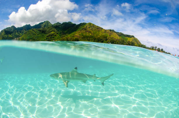 istock Shark underwater in Moorea French Polynesia 1168434864