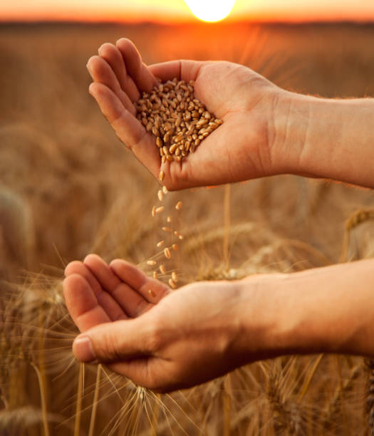 man pours wheat from hand to hand on the background of wheat field stock photo