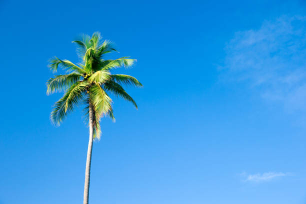 istock Palm trees against blue sky, Palm trees at tropical coast 1168437893