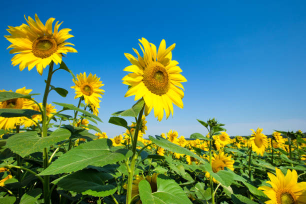 istock Sunflower field with cloudy blue sky 1168437917