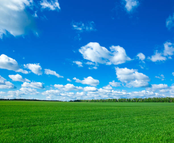 istock field of grass and perfect sky 1168437958