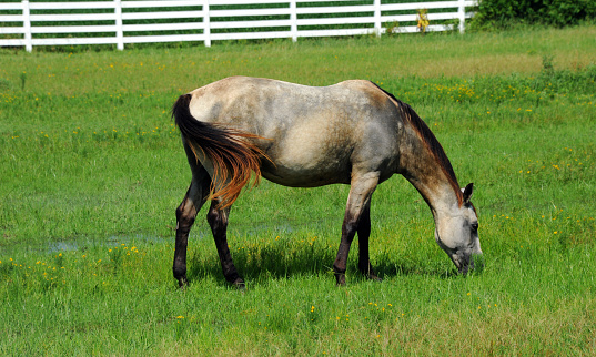 White horse, with black tail, feet and mane, grazes on green grass in a field in Northwestern Arkansas.  White fence stands in background.