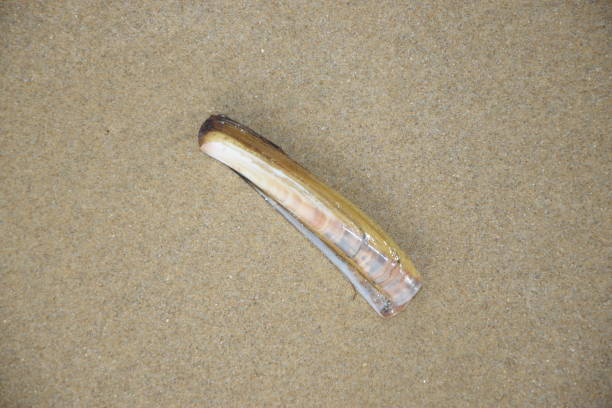 razor clams razor clams razor clam stock pictures, royalty-free photos & images