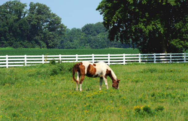 istock Grazing Horse in Northwestern Arkansas 1168438917