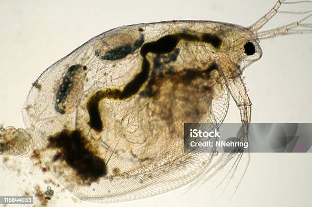 Daphnia Simocephalus Species Micrograph Stock Photo - Download Image Now - Daphnia, Animal, Animal Internal Organ