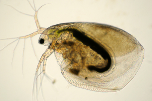 Photomicrograph of member of daphnia family, possibly Simocephalus vetulus. Live specimen. Adult 2 mm long. Wet mount, 2.5X objective, transmitted brightfield illumination. Note - motion blur of live animal, very shallow depth of field, chromatic aberration and uneven focus are inherent in light microscopy.