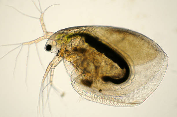 dáfnia, simocephalus espécies, micrografia - daphnia water flea high scale magnification micro organism imagens e fotografias de stock