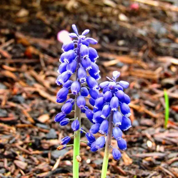 Picture of a Garden grape-hyacinth