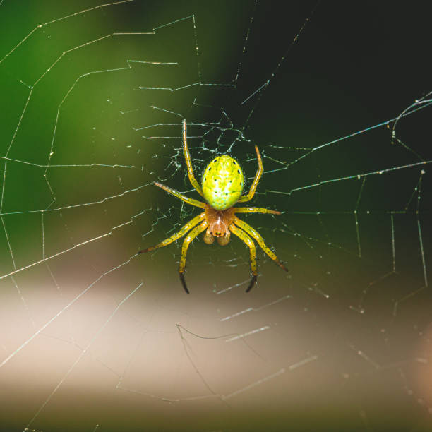 istock Nice green spider with dots on body sitting on his web 1168440495