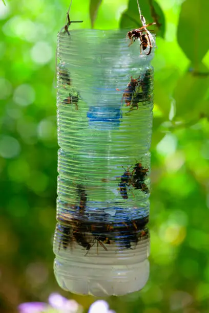 Photo of Homemade trap for Asian hornet