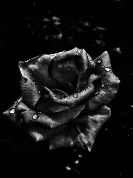 Dewdrops on a black rose