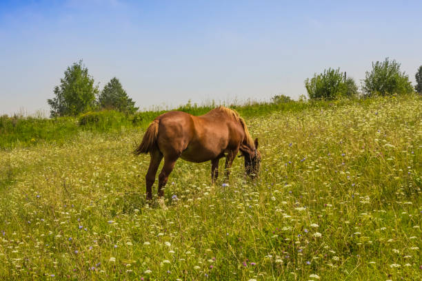 red horse grazing on a green summer meadow .